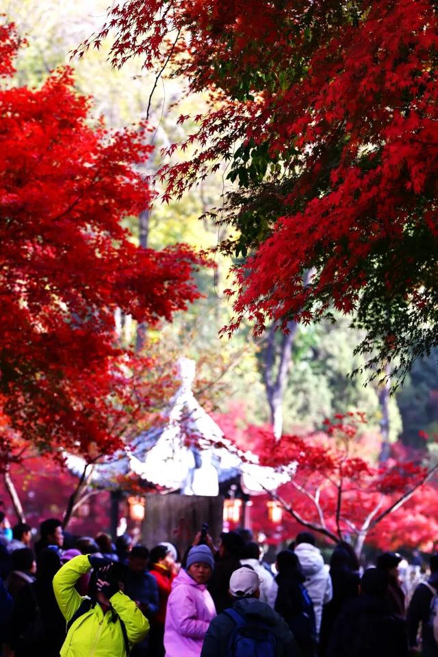 此时此刻，最美的栖霞山！