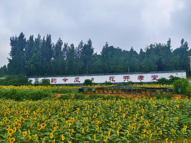 这片油葵迎来盛花期！速来长清孝堂山景区邂逅限定浪漫
