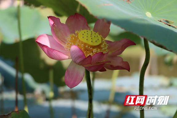 组图 | 衡阳：夏日赏荷正当时