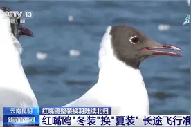 红嘴鸥陆续北归 卫星“小背包”揭秘迁徙之路图片