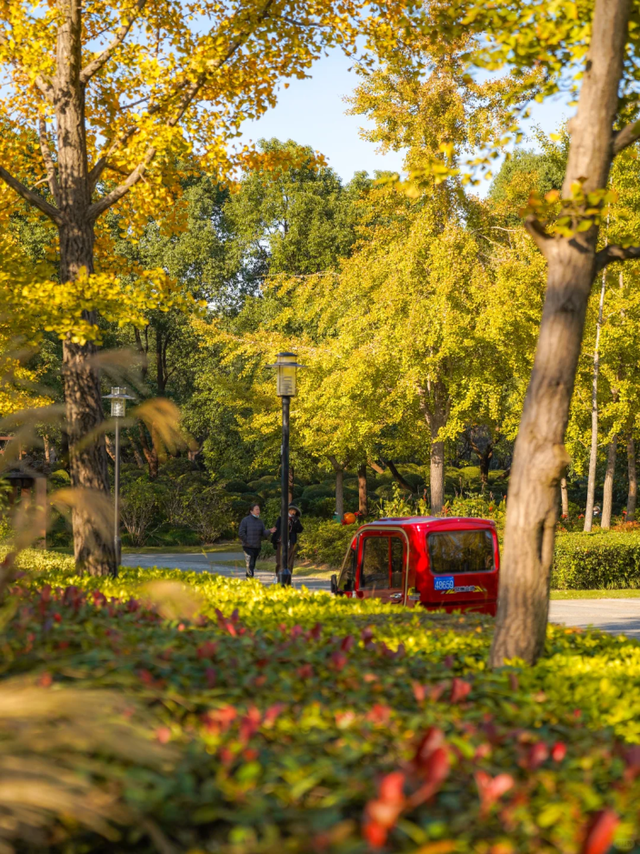 地铁直达！上海这个免费公园化身金色世界→