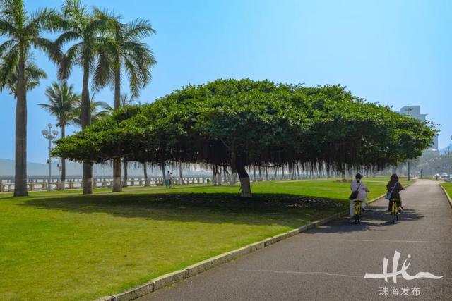 上新！珠海“顶流爱心树”浪漫升级，出片率100%！