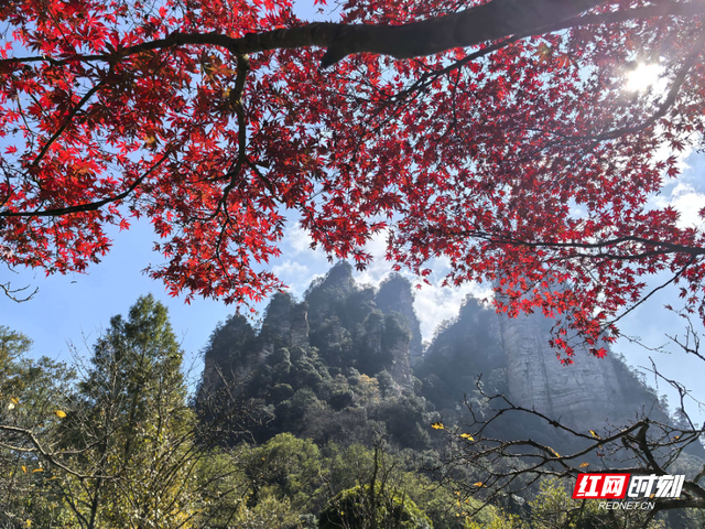 “霜叶红于二月花” 张家界国家森林公园初冬绚烂枫叶迎客来