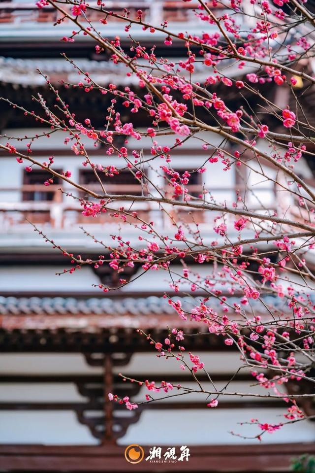 央视用4分钟报道了洋湖的梅花！到底美在哪？