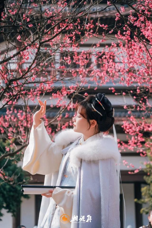 央视用4分钟报道了洋湖的梅花！到底美在哪？