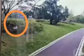 恶犬咬人，主人被追刑责是案例警示图片