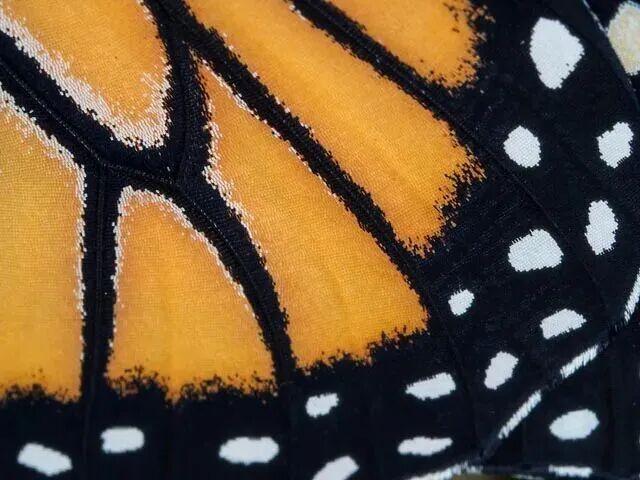 女子用胶水给受伤的蝴蝶粘上新翅膀，仅用5分钟，蝴蝶重返天空