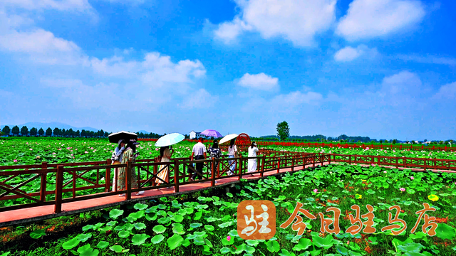 确山留庄：万亩稻田绿意盎然 美景如画