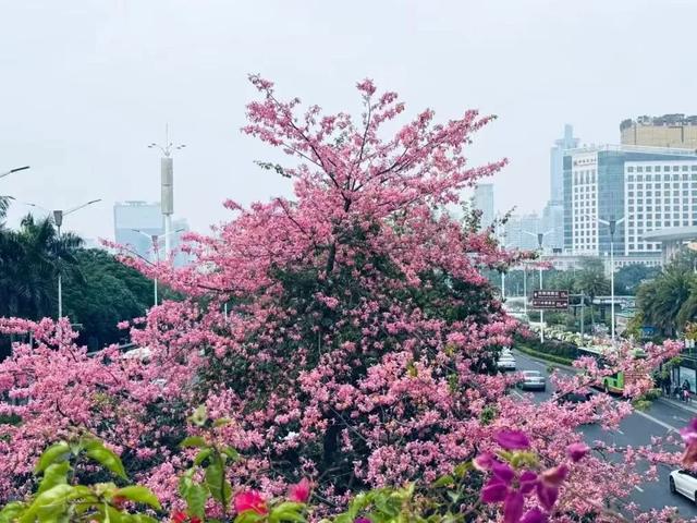 跟着节气来打卡 | 今日立冬，美好正当时！来南宁收藏一帧初冬的浪漫画卷