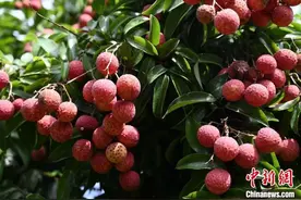 广东汕头雷岭荔枝香飘海内外 连续出口创佳绩图片