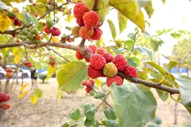 甘甜可口，“柘”里的宝藏果实成熟了图片