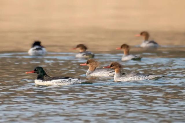 场面壮观！荆州进入繁忙“迎来送往”季！
