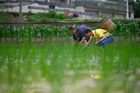 图片新闻｜北碚：立夏乡村插秧忙图片