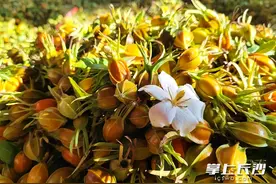兴了产业富了农，宁乡万亩黄栀子开摘图片