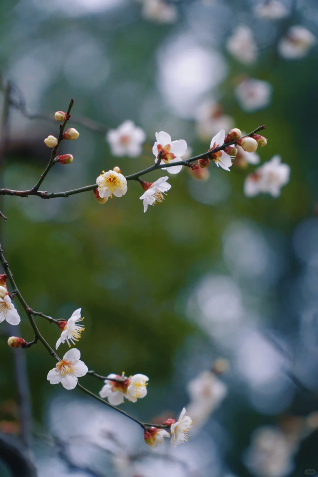 临水白梅盛开！在上海这个公园免费打卡→