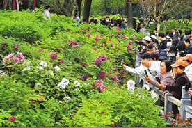 行走河南·读懂中国丨以春之名 共赴花事图片