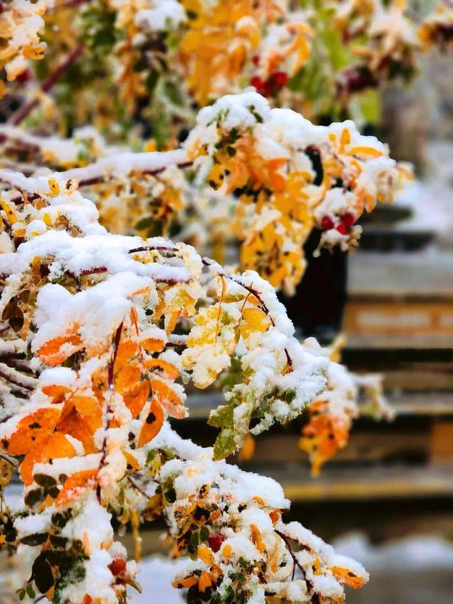 天山柔雪落，静听一池秋