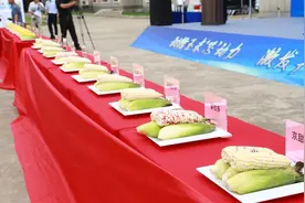 300余种玉米在武汉“打擂”，这些品种登上专家推荐名单图片