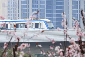人潮如织，繁花如潮！“马”上赏樱，武汉迎来“樱花黄金周”图片