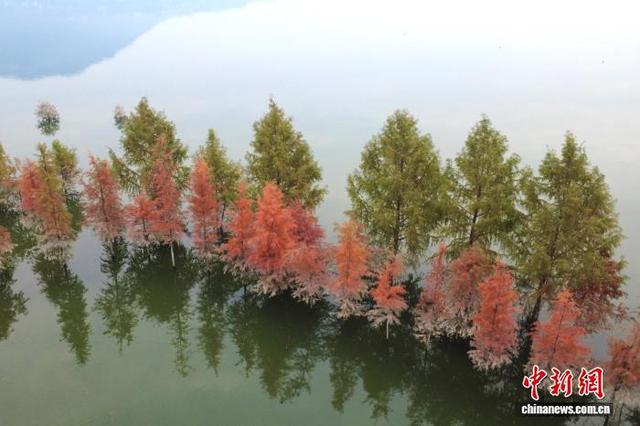 重庆开州汉丰湖国家湿地公园水中彩林美如画