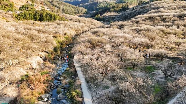 赏梅直奔福州这里，这片“雪海”太惊艳了！