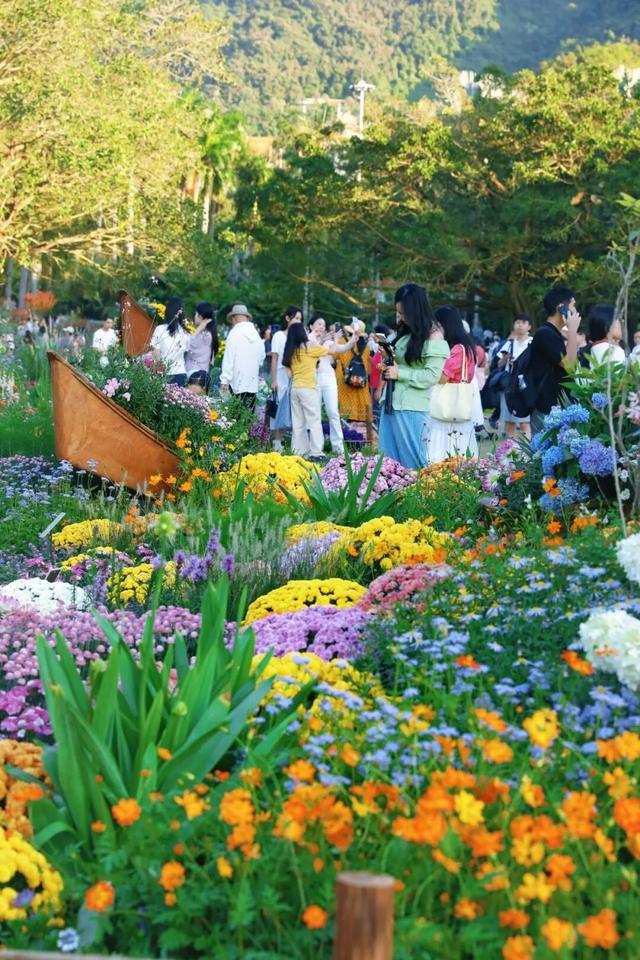 行摄 | 美爆了！秋日花海，限时上映