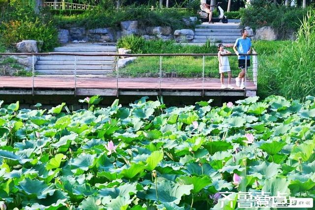 壹点号·秀山东｜济阳：黄河岸边，邂逅夏日清欢