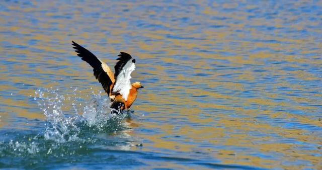 去过石渠县，才算走完了川西