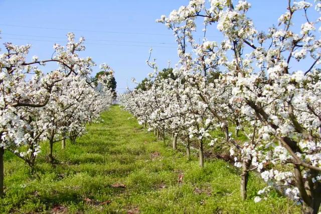 六安春季赏花地图发布！