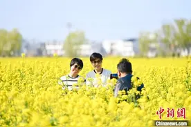 安徽合肥：油菜花开时 踏青赏花忙图片