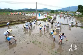 插秧啰！连州中学学生沉浸式体验农耕生活图片