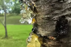 街头已出现！济南人，看到不要吃！图片