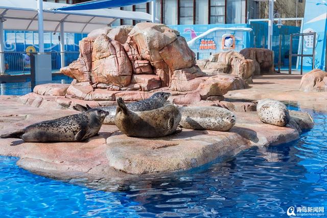 青岛极地海洋公园荣膺“2025中国十大最佳主题公园”