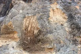 云南一地熊出没！搬蜂桶、偷蜂蜜，留下吓人爪印……当地：数量可能有点多图片