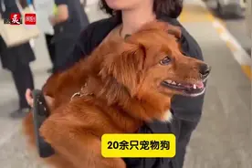 太哇塞，国内首次！一飞机狗狗跟主人包机去泰国旅游，毛孩子们行李比家长还多图片