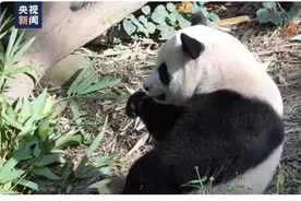 在新加坡出生的大熊猫“叻叻”启程回国图片