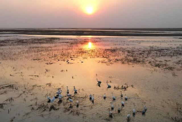 国内非常罕见的小绒鸭，在内蒙古首次发现！