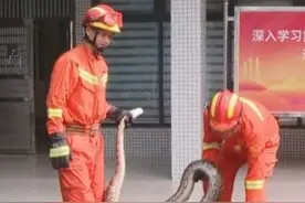 40斤蟒蛇试图捕食小狗被发现图片