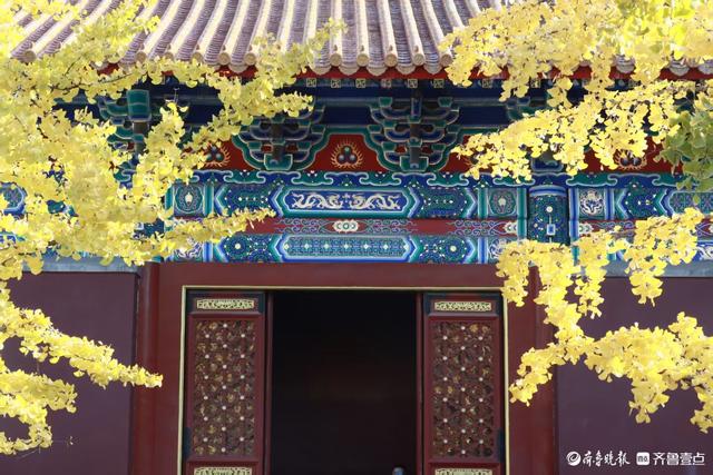 文庙秋韵，金叶叩红墙