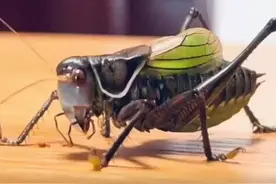 暑假开场了，老杭州人的夏日记忆蝈蝈今年难觅踪影？图片