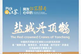 符号江苏｜盐城丹顶鹤：它凭什么是“世界上最有文化的鸟”？图片