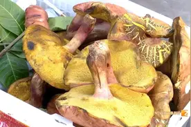 全网最刺激的头水云南菌子上线了！价格1000+起步，敢不敢下嘴？图片