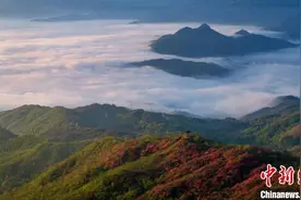 安徽大别山：映山红开正当时图片