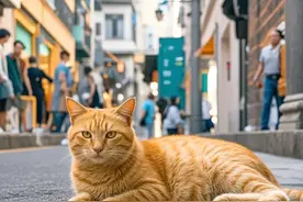 夜问｜外卖员将流浪猫从26楼扔下摔死！你怎么看？图片