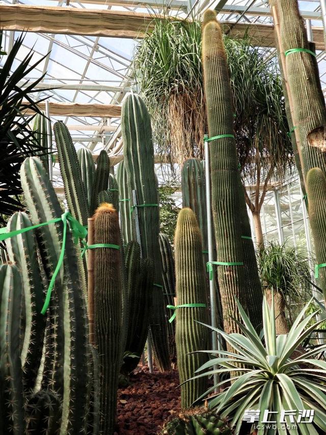 寒冬腊月依然根壮叶绿，省植物园沙生王国邀你来打卡｜组图