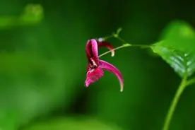 四川发现凤仙花属植物新种图片