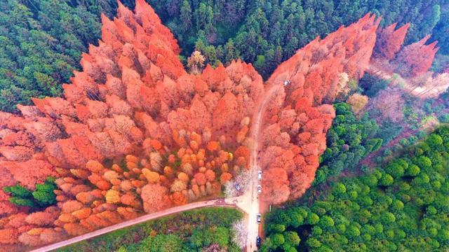 苗侗风情醉游人暖心服务赢口碑——靖州“双节”文旅融合绽放新魅力