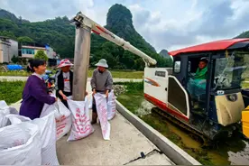 【聚焦供销】独山县机械收割油菜 节本增效效率高图片