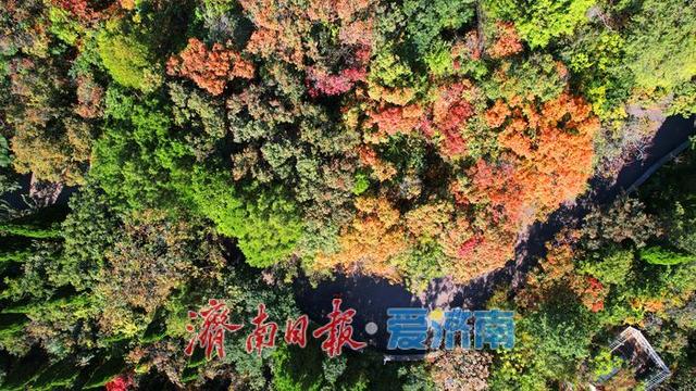 一年四季 泉在济南丨秋色入画层林尽染！千佛山红叶迎来最佳观赏期