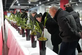 涪陵：三百余盆兰花争艳 金银铜奖得主揭晓图片